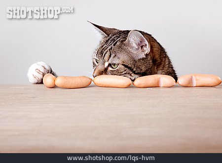 
                Katze, Hungrig, Würstchen, Verlockung                   