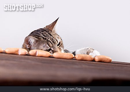 
                Katze, Hungrig                   