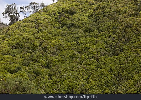 
                Wald, Neuseeland, Regenwald                   