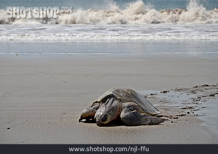 
                Wasserschildkröte, Atlantik-bastardschildkröte                   