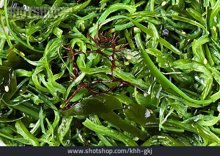 
                Algae, Japanese Cuisine, Wakame                   
