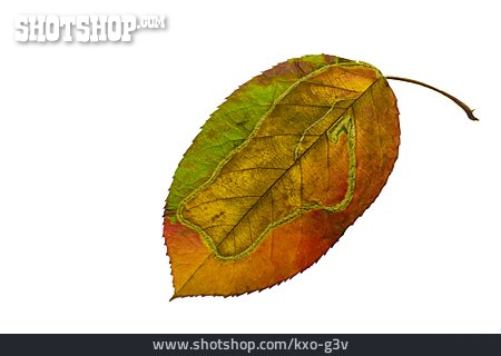
                Herbstblatt, Schädlingsbefall                   