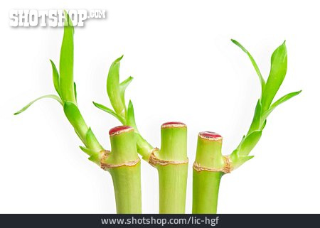 
                Bambus                   