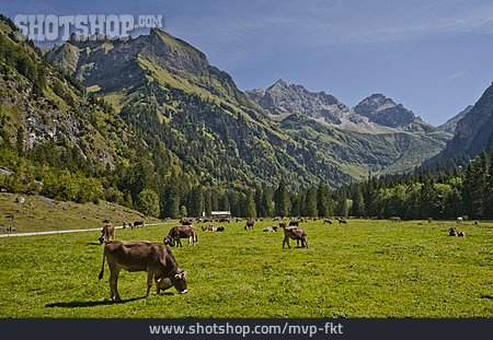 
                Grasen, Rinderherde, Allgäuer Alpen, Oytal                   