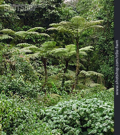 
                Regenwald, Uganda                   