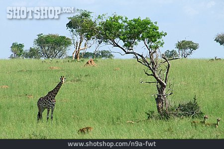 
                Giraffe, Uganda                   