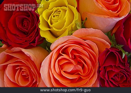 
                Blumenstrauß, Rosen, Rosenstrauß                   