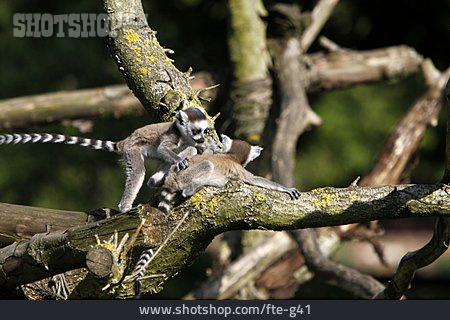 
                Lemur, Katta                   