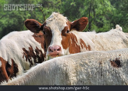 
                Cattle, Simmental, Domestic Cattle                   