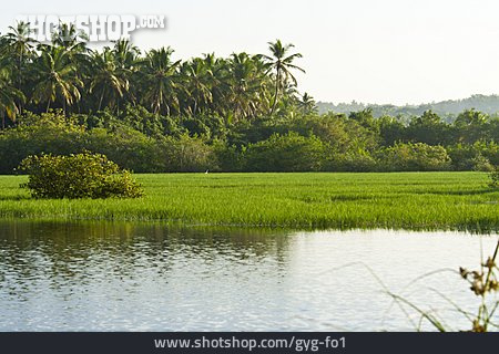 
                Kerala, Backwaters                   