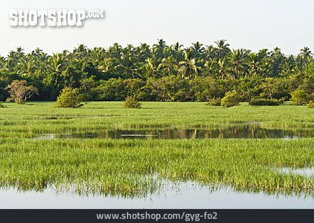 
                Sumpf, Feuchtgebiet, Kerala, Backwaters                   