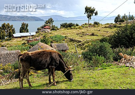 
                Kuh, Peru, Titicaca-see                   