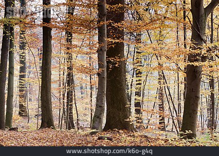
                Wald, Herbstwald, Laubwald                   