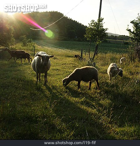 
                Pasture, Sheep, Sheep Herd                   