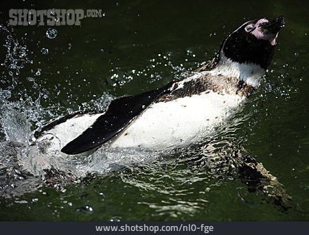 
                Schwimmen, Humboldt-pinguin                   