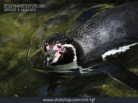 
                Schwimmen, Humboldt-pinguin                   