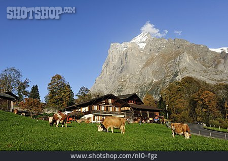 
                Grindelwald, Wetterhorn, Schweizer Alpen                   