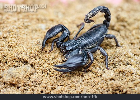 
                Skorpion                   