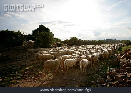 
                Schafherde, Vietnam, Schafzucht                   