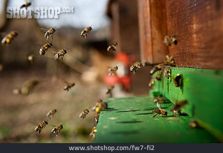 
                Biene, Bienenstock, Bienenschwarm                   