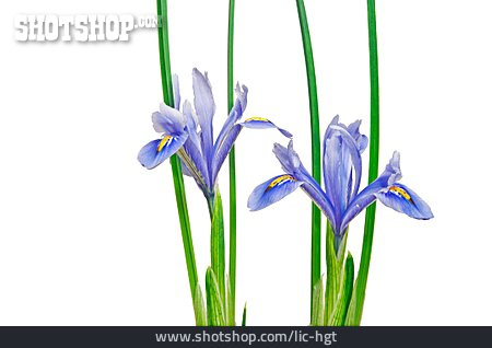 
                Schwertlilie, Iris                   