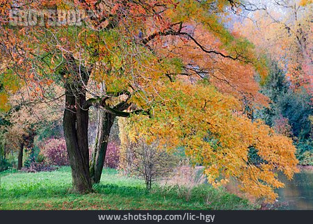
                Landscape, Tree, Autumn, Ash Tree                   