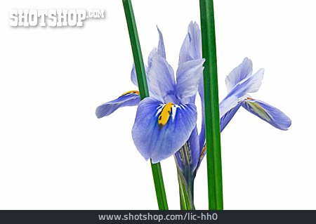 
                Schwertlilie, Iris                   
