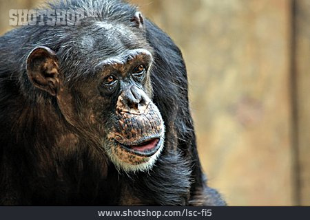 
                Affe, Schimpanse, Tierporträt                   