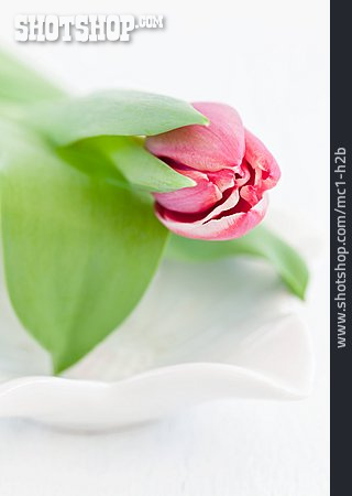 
                Tulpe, Frühlingsblume                   