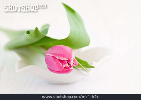 
                Tulpe, Frühlingsblume                   