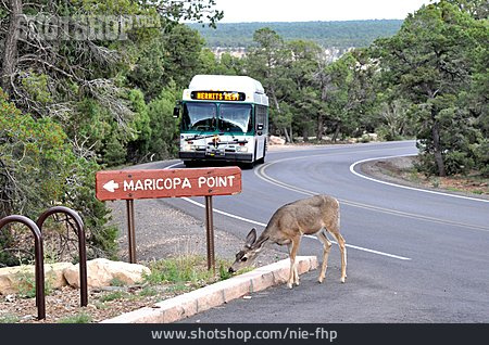 
                Tourismus, Maricopa Point, Touristenbus                   
