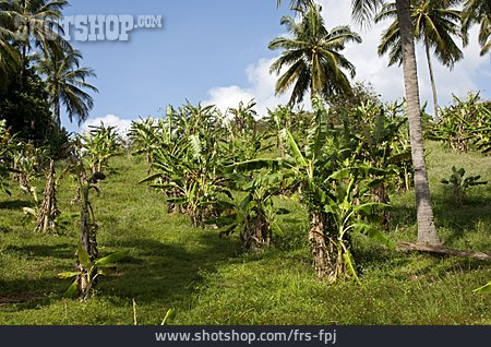 
                Bananenplantage, Bananenbaum                   