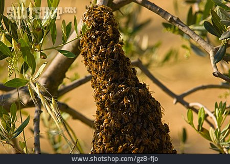 
                Honigbiene, Bienenvolk, Wildbiene                   
