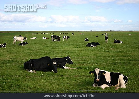 
                Rind, Fleckvieh, Holstein-rind, Hausrind, Rinderherde                   