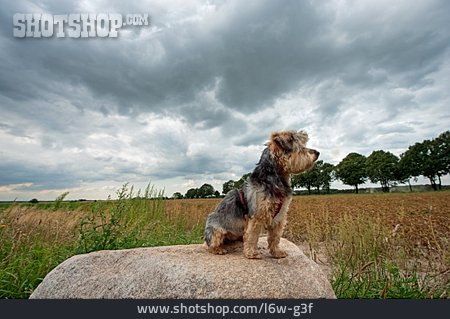 
                Hund, Yorkshire Terrier                   