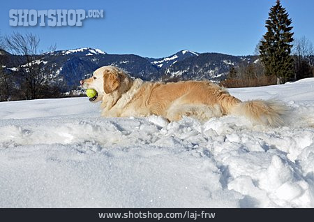 
                Winter, Hund, Golden Retriever                   
