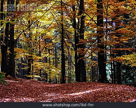 
                Herbst, Herbstwald                   