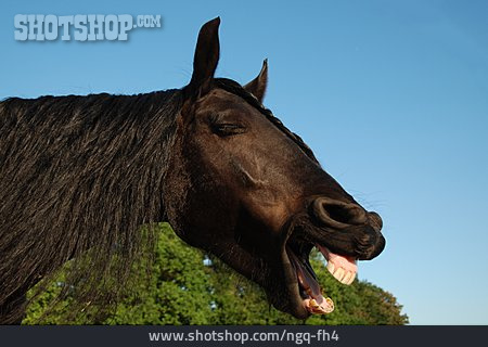 
                Pferd, Gähnen                   