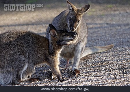 
                Känguru, Rotnackenwallaby                   