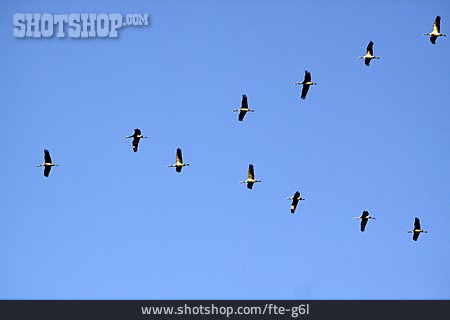 
                Formationsflug, Kranich, Vogelschwarm                   