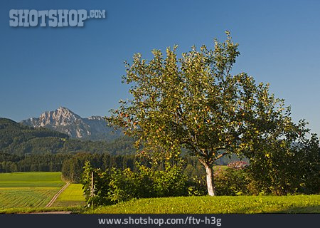 
                Apfelbaum, Berchtesgadener Land, Hochstaufen                   