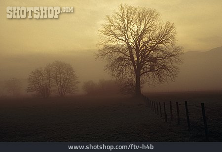 
                Gegenlicht, Landschaft, Nebel                   