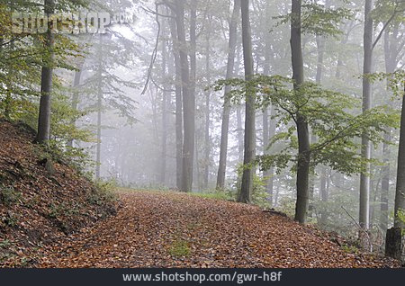 
                Nebel, Waldweg, Laubwald                   