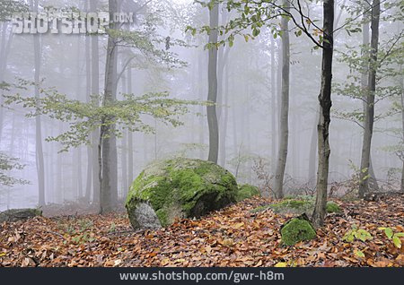 
                Nebel, Laubwald, Findling                   