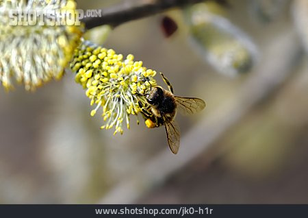 
                Biene, Honigbiene, Weidenkätzchen                   