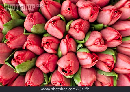 
                Tulpe, Blumenstrauß, Tulpenblüte                   