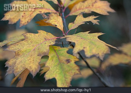 
                Herbstlich, Eichenblatt                   