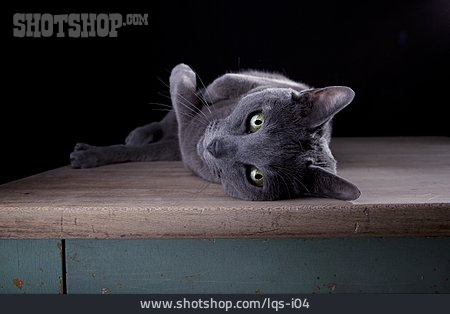 
                Katze, Russisch Blau, Tierporträt                   