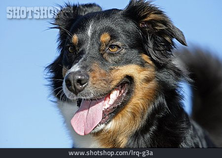 
                Hund, Tierporträt, Australian Shepherd                   
