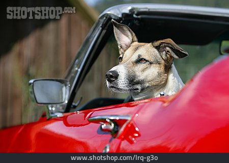 
                Hund, Fahren, Mischling, Cabrio                   